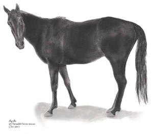 Apollo at Hanaeleh Ranch