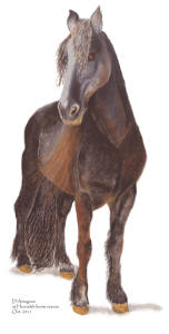 D'Artagnon at Hanaeleh Ranch