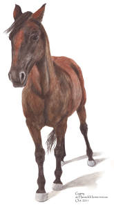 Gypsy mustang at Hanaeleh Ranch