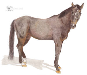 Sapphire at Hanaeleh Ranch