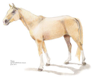 Sassy of Hanaeleh Ranch 