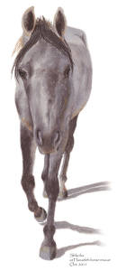 Shikoba of Hanaeleh Ranch 2011