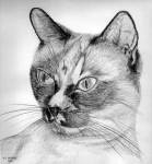 Tinkerbelle, from Siamese Rescue of Southern California