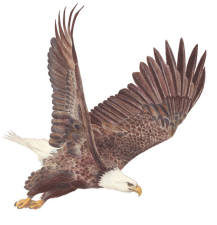 Eagle used as promotion for Man of the Year 2010 for a professional association