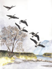 Geese over the San Juan River in northern New Mexico