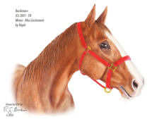 Bordonaro retired thoroughbred at CERF