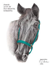 B-Invincible retired thoroughbred at CERF