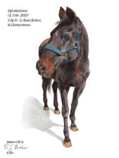 BigBadAndMean retired thoroughbred at CERF