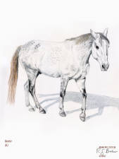 Dexter retired at CERF