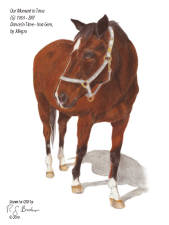 Our Moment In Time retired thoroughbred at CERF